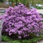 Rhododendron – PJM – #2 Container